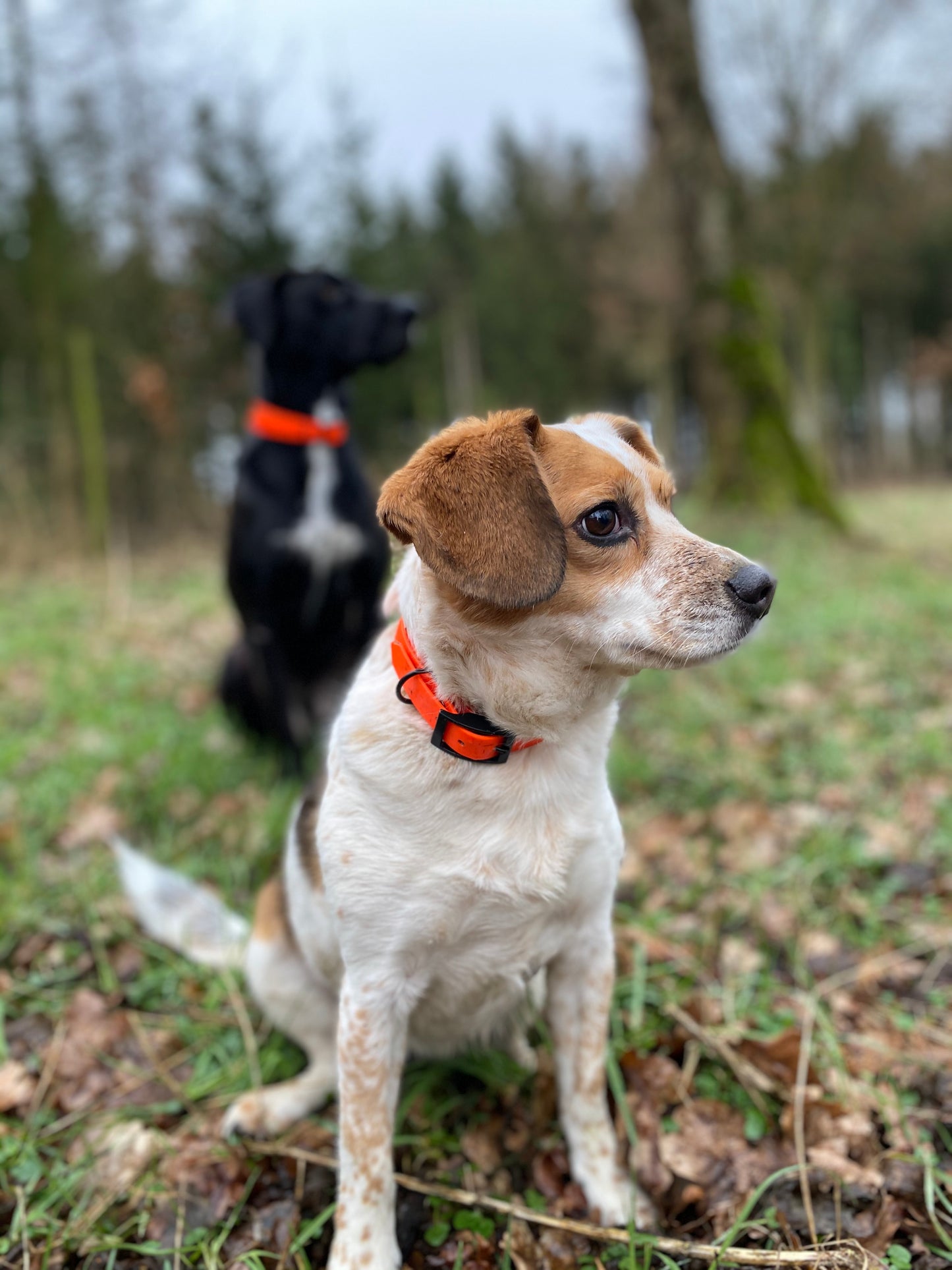 BELLA