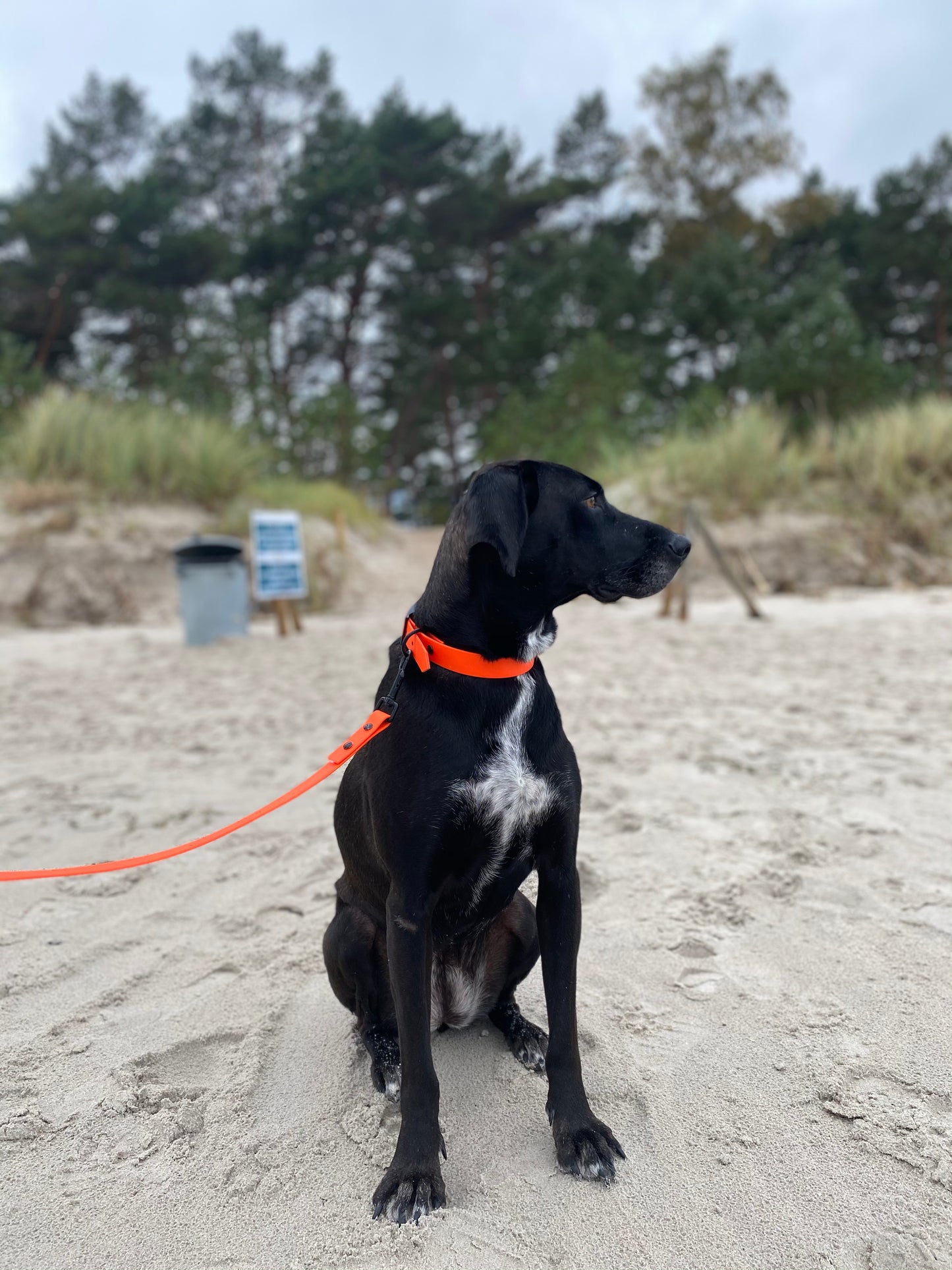 BELLA